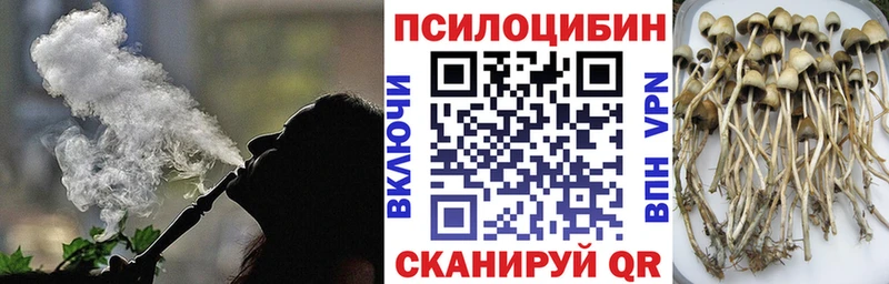 Галлюциногенные грибы Psilocybe  Пустошка 